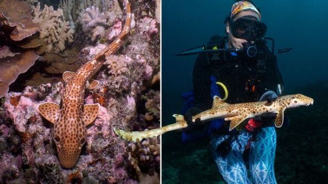 Newly Discovered Walking Shark Species Raises Conservation Concerns