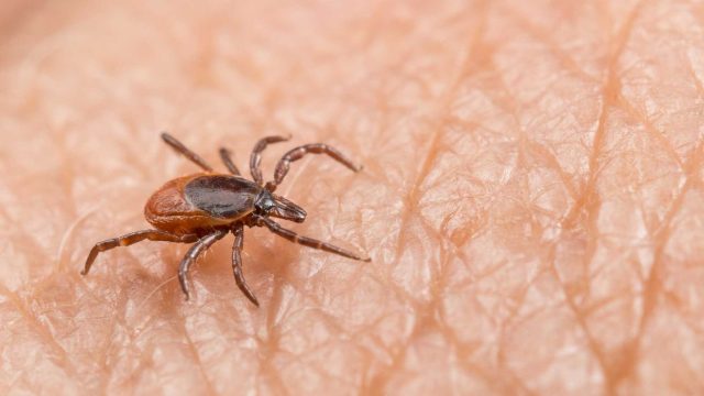 Lyme Disease Risks Rise: New Municipalities Identified in Quebec for 2026