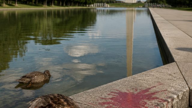 Reflecting Pool Under Fire: Vandalism and Wildlife Concerns Emerge
